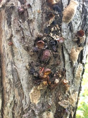 Lymantria dispar dispar