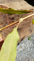 Persicaria extremiorientalis