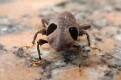 Heilipodus ocellatus