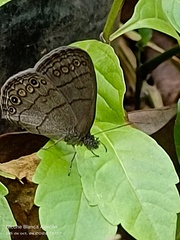 Satyrinae