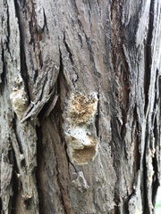 Lymantria dispar dispar