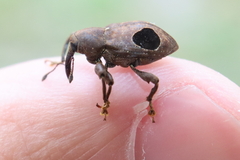 Heilipodus ocellatus