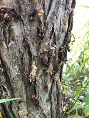 Lymantria dispar dispar