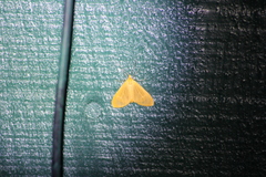 Eubaphe