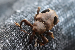 Heilipodus ocellatus