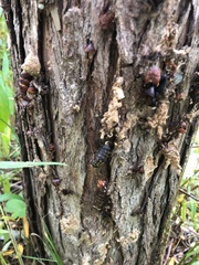 Lymantria dispar dispar