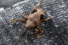 Heilipodus ocellatus