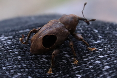 Heilipodus ocellatus