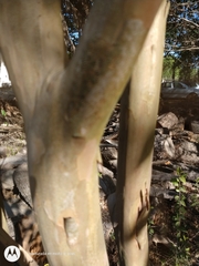 Lagerstroemia indica