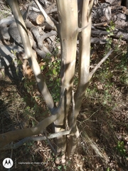 Lagerstroemia indica