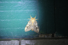 Citheronia brissotii