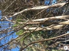 Lagerstroemia indica