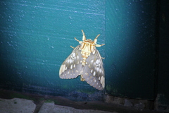 Citheronia brissotii