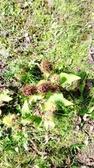 Lepechinia caulescens