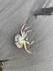 Metacarcinus gracilis