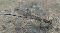 Argia pallens