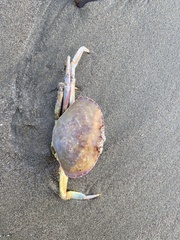 Metacarcinus gracilis