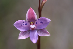 Thelymitra juncifolia