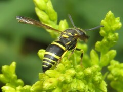 Ancistrocerus catskill