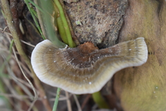 Hexagonia