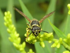 Ancistrocerus catskill