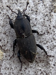 Sphenophorus coesifrons