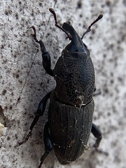Sphenophorus coesifrons