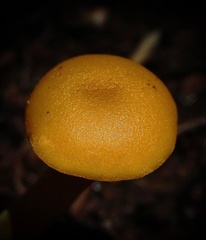 Tricholomopsis aurea
