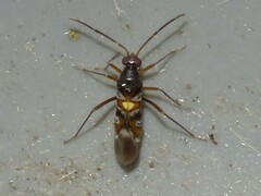 Sericophanes heidemanni