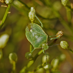 Chlorochroa uhleri