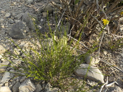Menodora scabra