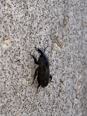 Sphenophorus coesifrons