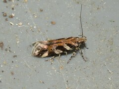 Aristotelia roseosuffusella