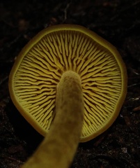 Tricholomopsis aurea