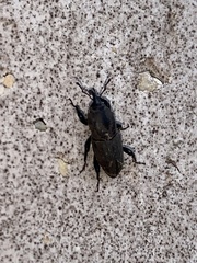 Sphenophorus coesifrons
