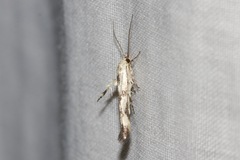 Stathmopoda melanochra