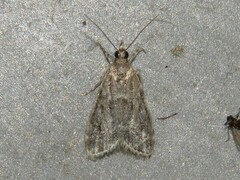 Eudonia heterosalis