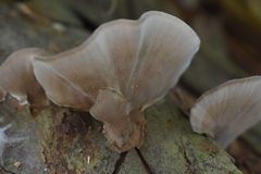 Hexagonia