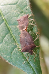 Mitripus