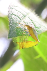 Mitripus