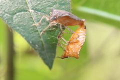 Mitripus