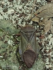 Pachylis nervosus
