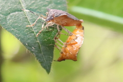 Mitripus