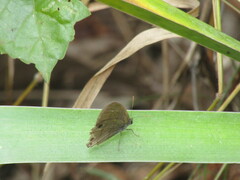 Satyrinae