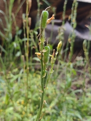 Echeandia flavescens