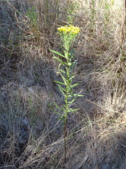 Euthamia leptocephala