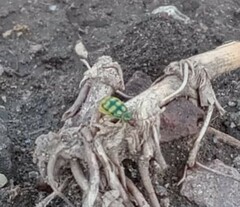 Diabrotica balteata