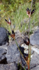 Juncus bulbosus