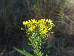 Euthamia leptocephala