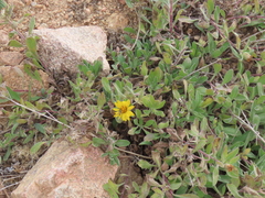 Grindelia hirsutula